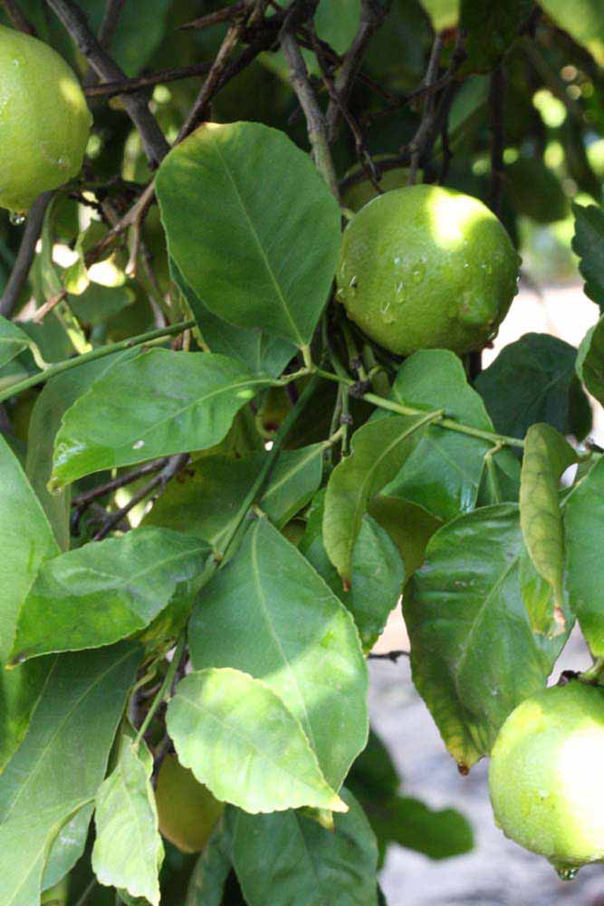            Shade leaves (Femminello Siracusano 2KR, Riverside, CA)   